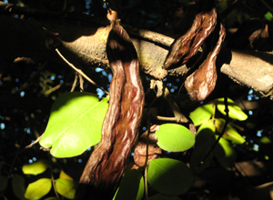 Carob Bean Pods